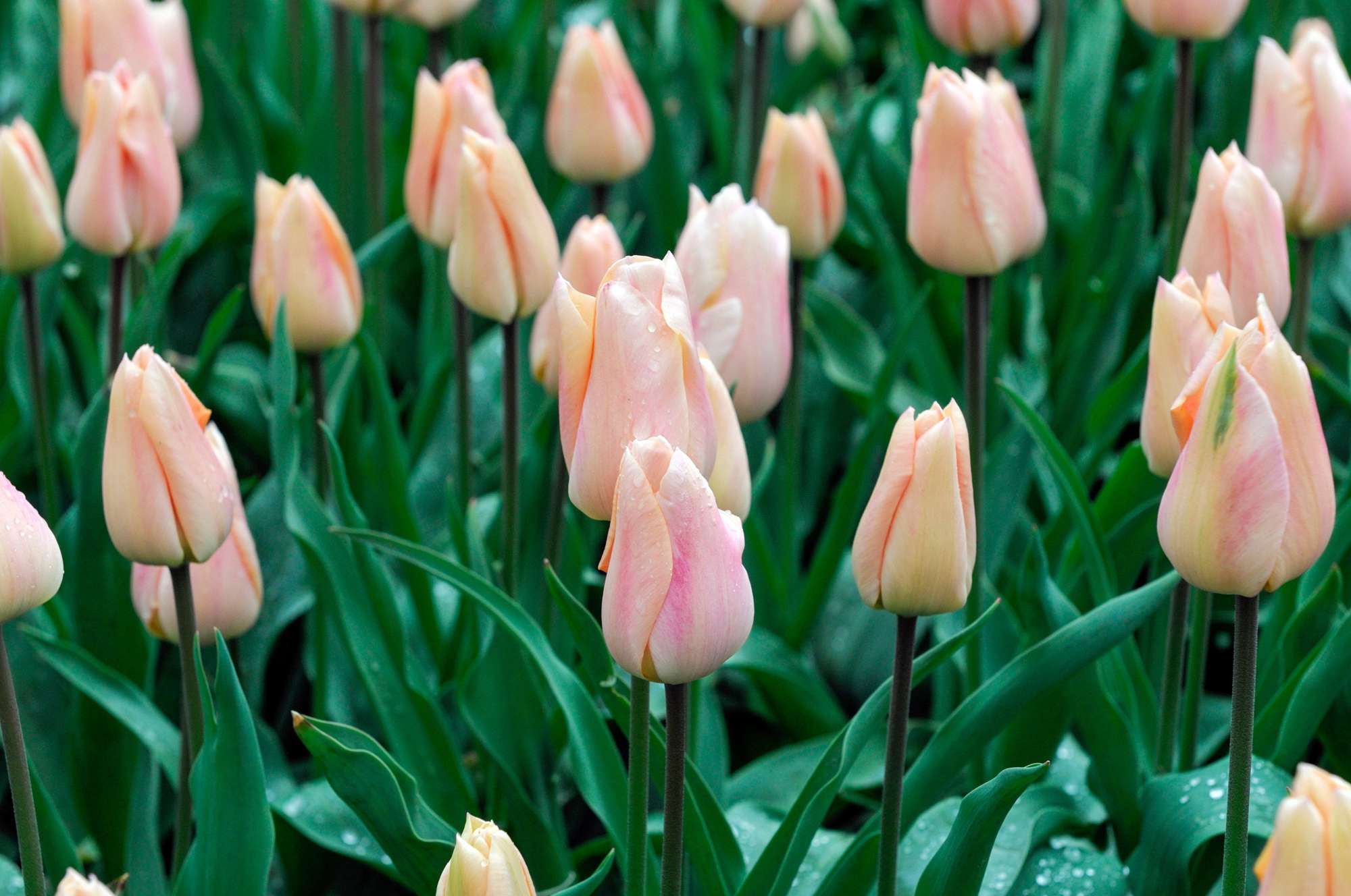 Tulpe 'Apricot Beauty'